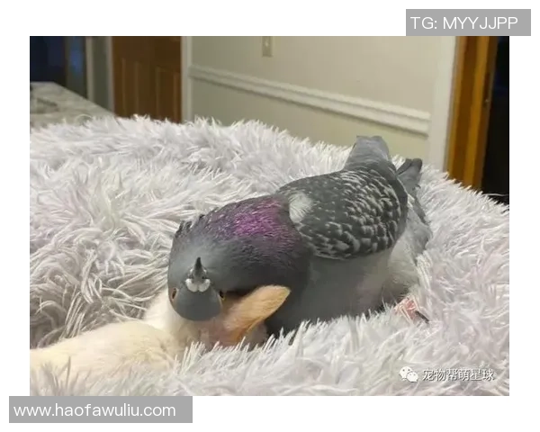 足球明星与他们的宠物们:那些令人心动的友情故事与温馨瞬间 足球明星与他们的宠物们:那些令人心动的友情故事与温馨瞬间